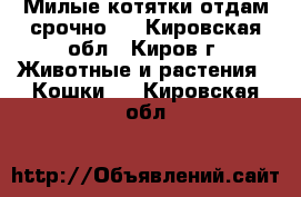 Милые котятки отдам срочно.. - Кировская обл., Киров г. Животные и растения » Кошки   . Кировская обл.